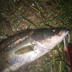 渋い中でなんとかシーバス